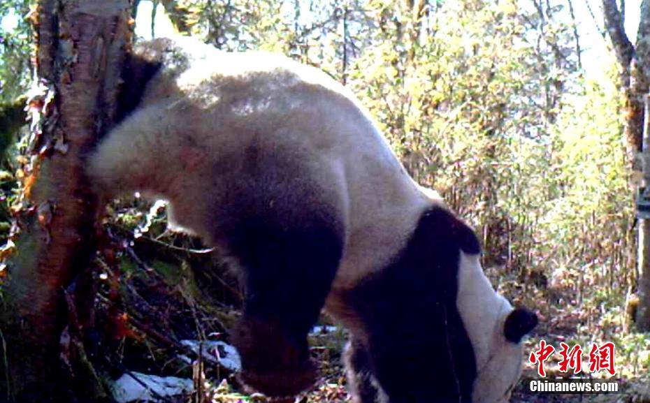 紅外相機(jī)在四川馬邊拍到野生大熊貓（組圖）
