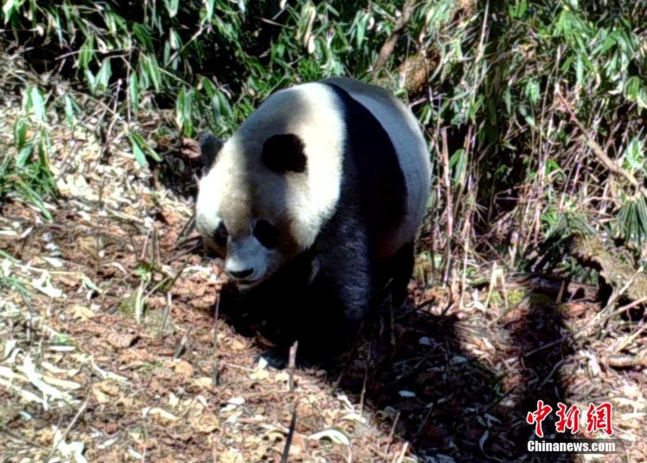 紅外相機(jī)在四川馬邊拍到野生大熊貓（組圖）