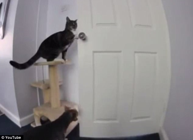 這些動(dòng)物是要成精嗎？（圖）