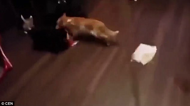 放開我的面包！“執著”小貓網絡走紅（圖）