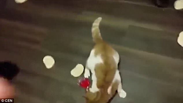 放開我的面包！“執(zhí)著”小貓網(wǎng)絡(luò)走紅（圖）