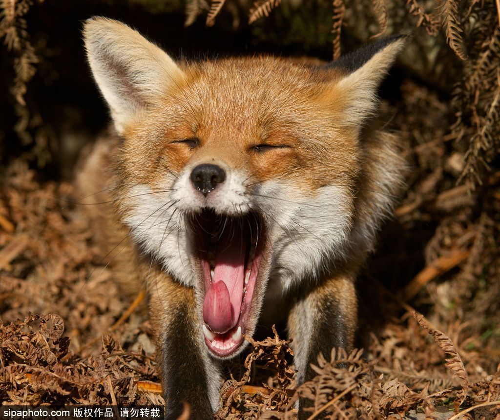 盤點動物慵懶百態 伸懶腰打呵欠萌態十足