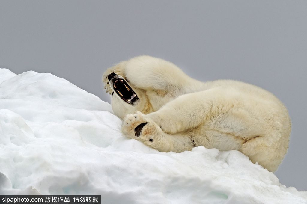 盤點動物慵懶百態 伸懶腰打呵欠萌態十足