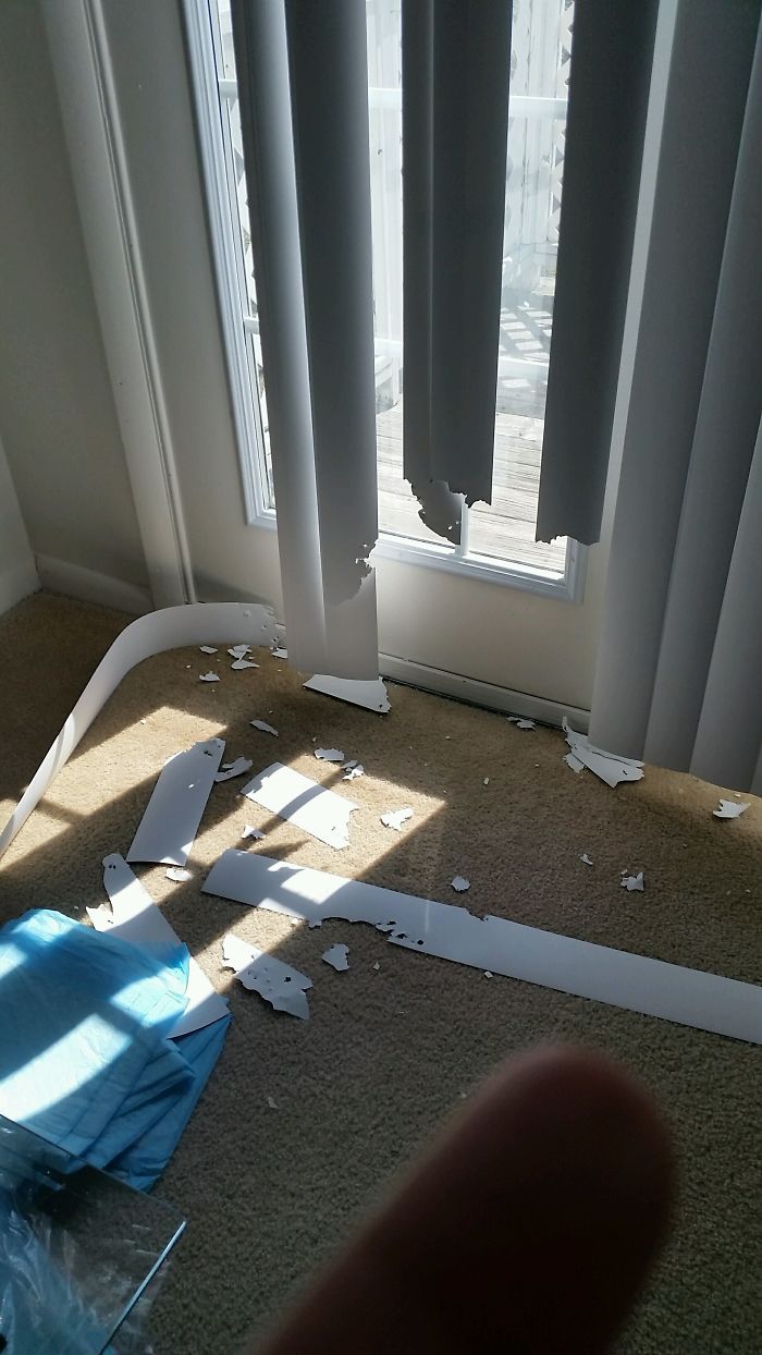 都是主人的錯！當你讓寵物獨自留在家中之后