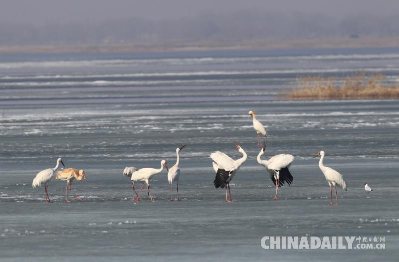 2000只白鶴會集吉林鎮賚 唱響春天的序曲