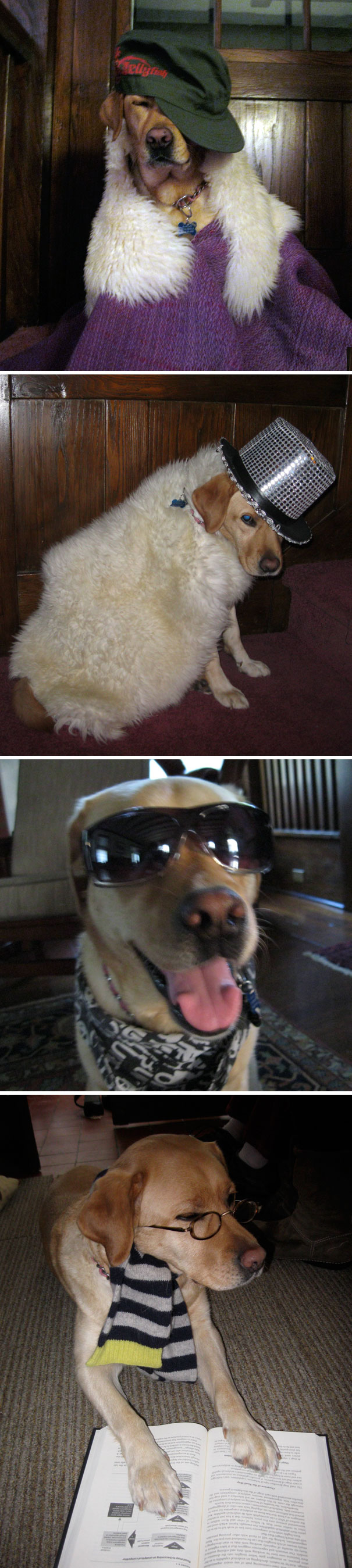 當“不靠譜”人類接管你的寵物之后……