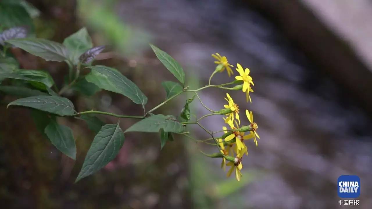 解碼中國丨這位當(dāng)代“愚公”在懸崖峭壁上鑿出7千米水渠，現(xiàn)實比神話傳說更震撼！
