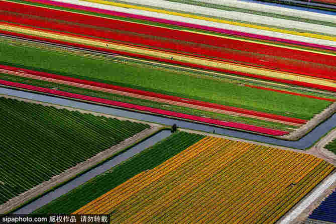 航拍荷蘭飛躍迷人郁金香花田 五彩繽紛如錦毯
