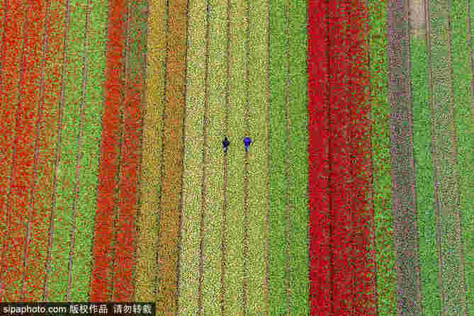 航拍荷蘭飛躍迷人郁金香花田 五彩繽紛如錦毯