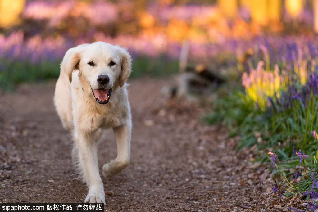 英國各地春光宜人 風鈴草盛開如畫