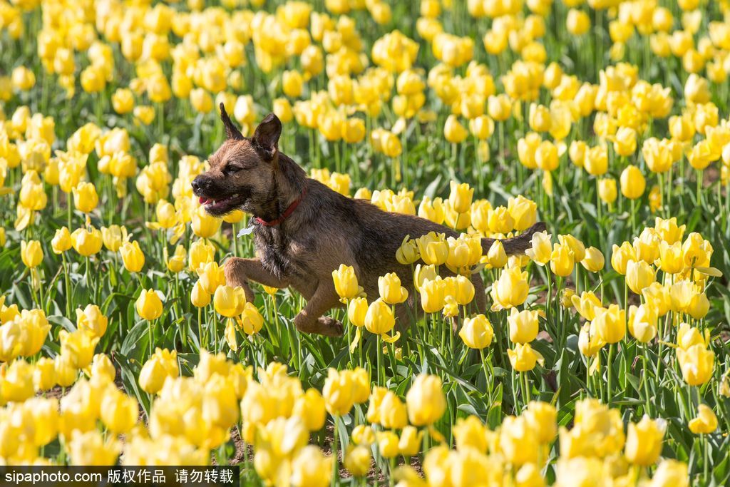 不一定要去荷蘭 英國(guó)諾福克郡郁金香花田色彩之旅