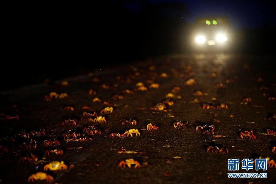 古巴吉隆灘螃蟹產卵