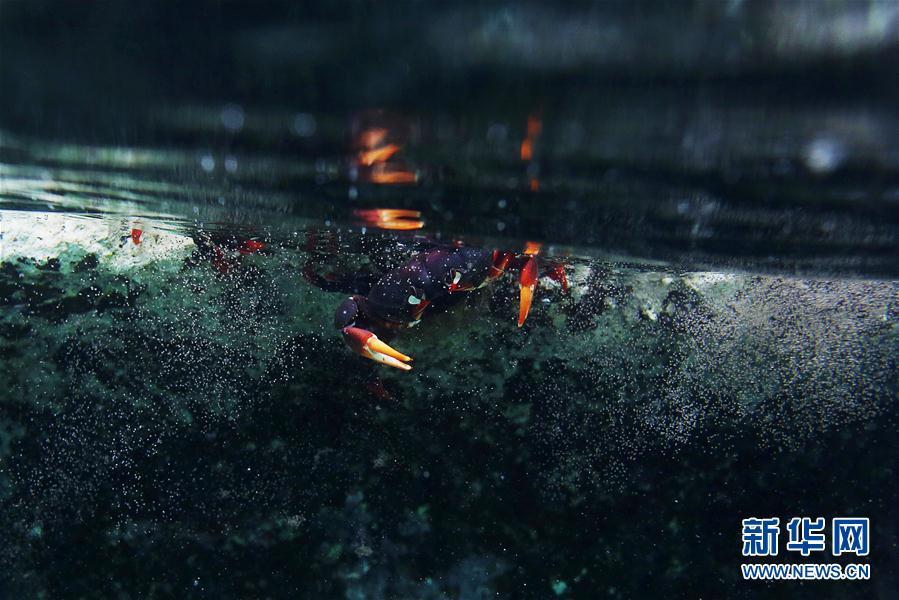 古巴吉隆灘螃蟹產(chǎn)卵