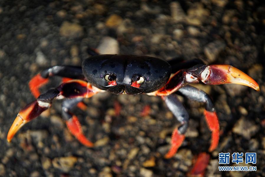 古巴吉隆灘螃蟹產卵
