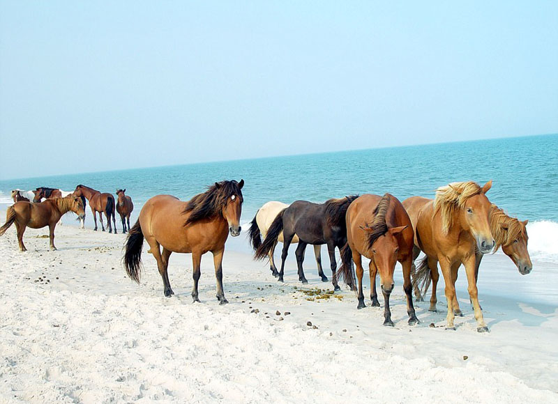 動物天堂！細數全球被動物“占領”的勝地