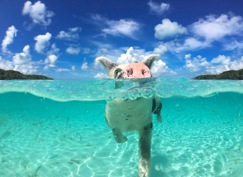 動(dòng)物天堂！細(xì)數(shù)全球被動(dòng)物“占領(lǐng)”的勝地