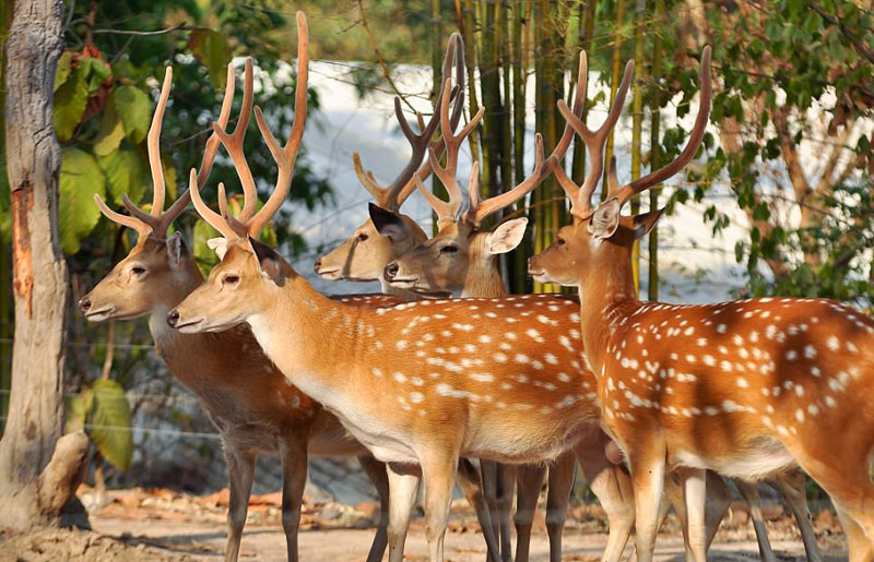 動物天堂！細數(shù)全球被動物“占領”的勝地