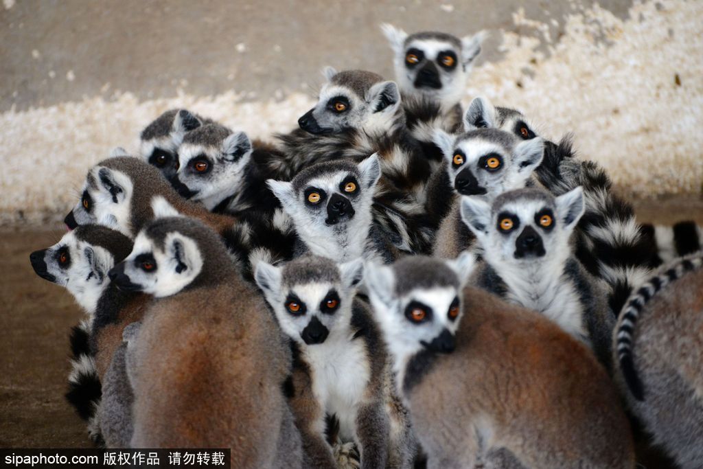 青島環尾狐猴添丁10口 個個呆萌可愛舔犢情深