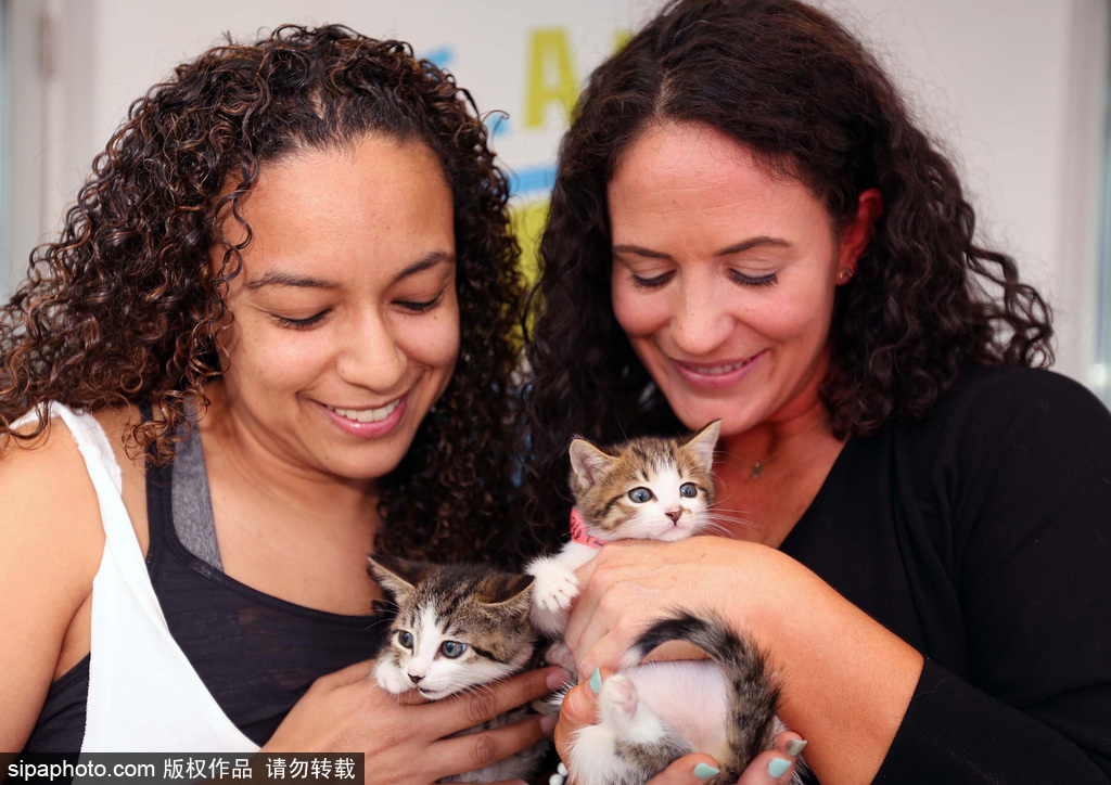 與喵星人一起做運動 美國推出人與貓咪瑜伽工作室