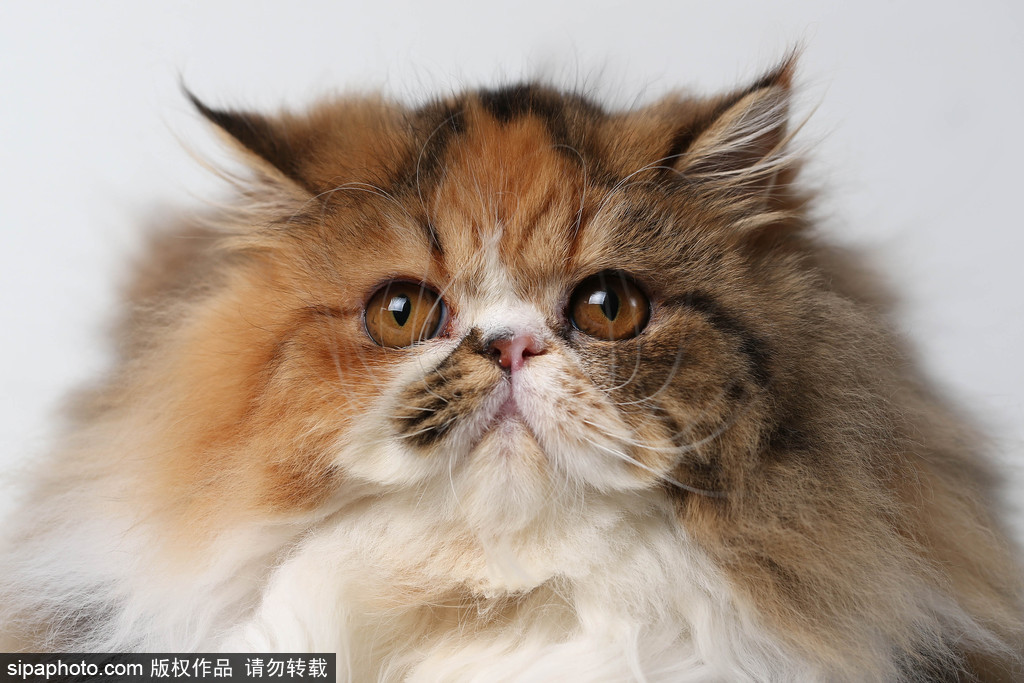 貓奴的天堂！愛爾蘭舉行至尊貓展 喵星人萌態(tài)百出呈現(xiàn)表情包