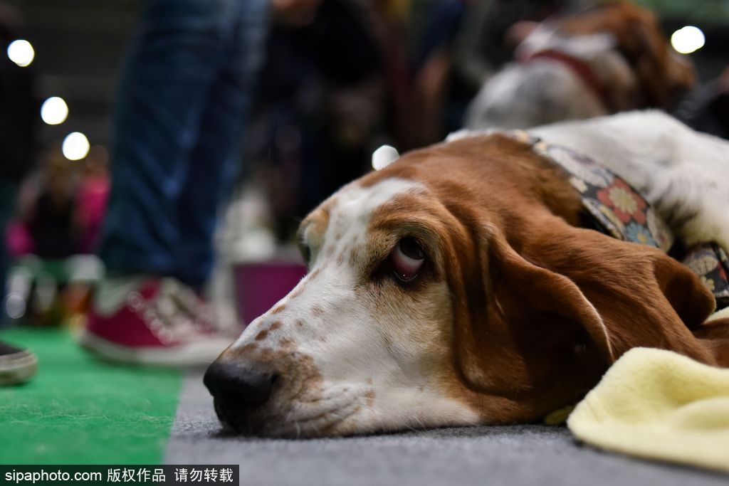 比比誰更萌！英國舉行寵物大賽 各式各樣歡樂有趣