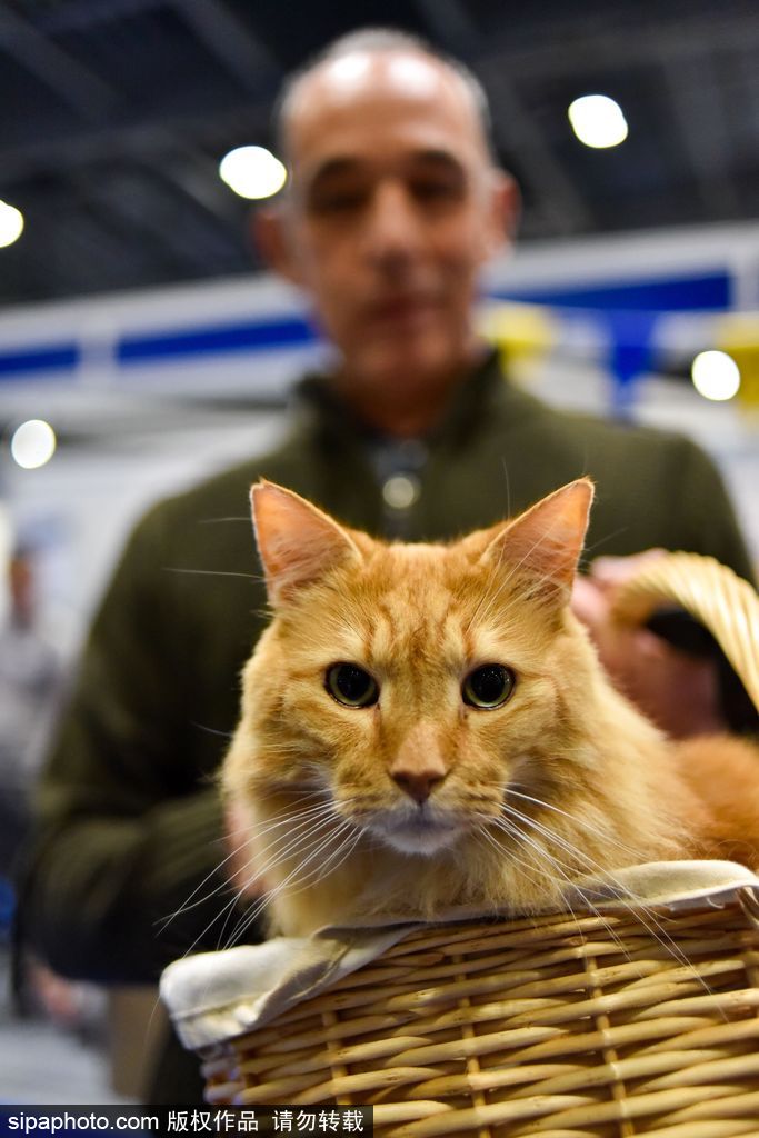 比比誰更萌！英國舉行寵物大賽 各式各樣歡樂有趣