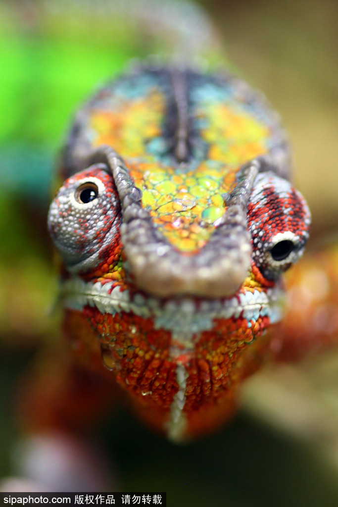 比比誰更萌！英國舉行寵物大賽 各式各樣歡樂有趣