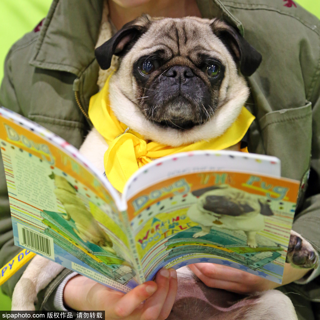 比比誰更萌！英國舉行寵物大賽 各式各樣歡樂有趣