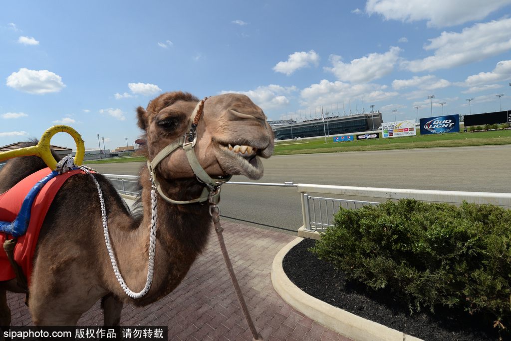 世界微笑日 看動(dòng)物笑容中的“語(yǔ)言”
