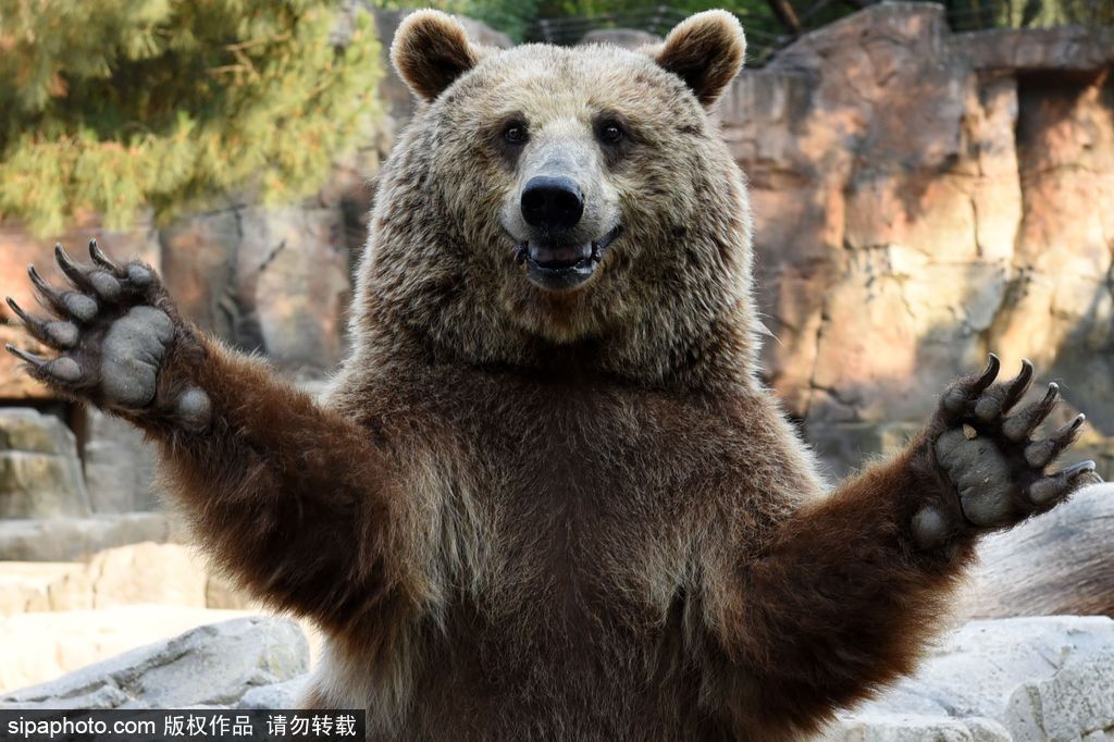 世界微笑日 看動物笑容中的“語言”