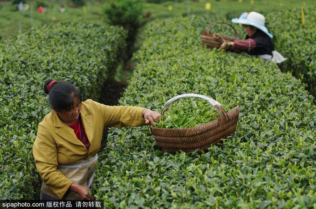 走近貴州遵義茶園 “蒼翠如海”