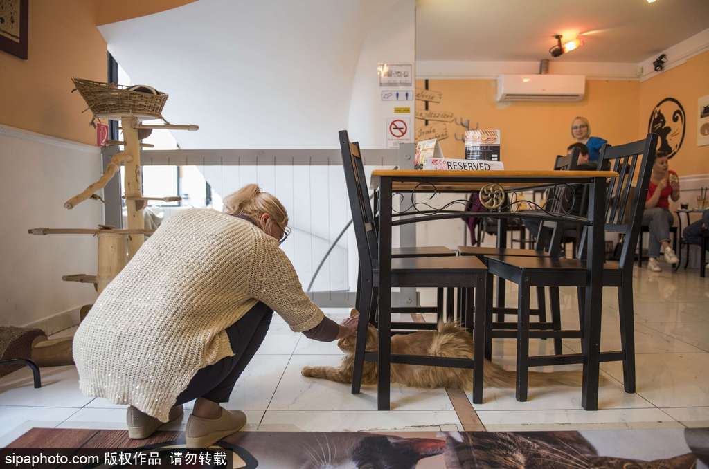 匈牙利布達佩斯貓咪咖啡館