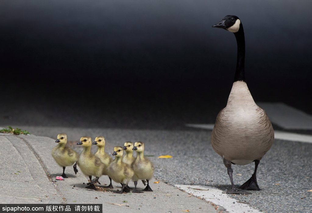 長大后我將成為你 母親節盤點動物界母子神同步
