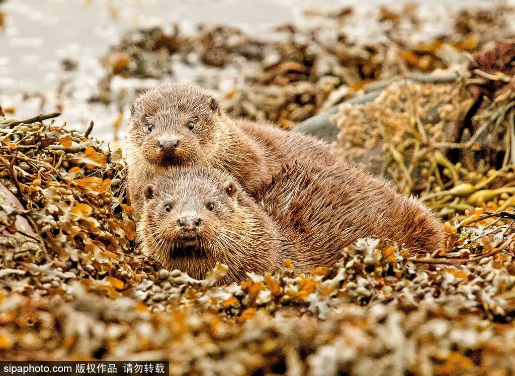 長大后我將成為你 母親節(jié)盤點動物界母子神同步