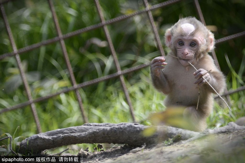 捷克動物園里的日本獼猴寶寶 依偎媽媽懷里呆萌可愛