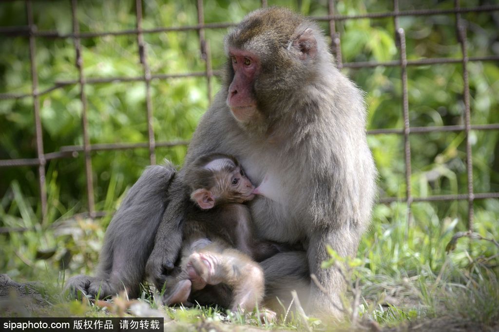 捷克動(dòng)物園里的日本獼猴寶寶 依偎媽媽懷里呆萌可愛(ài)