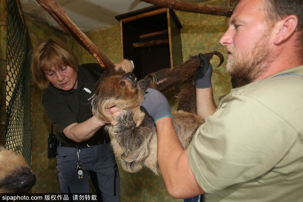 樹(shù)懶也有牙病？德國(guó)哈雷動(dòng)物園樹(shù)懶接受牙醫(yī)治療