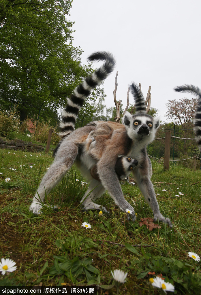 就是不撒手！環(huán)尾狐猴幼崽緊抱媽媽呆傻可愛
