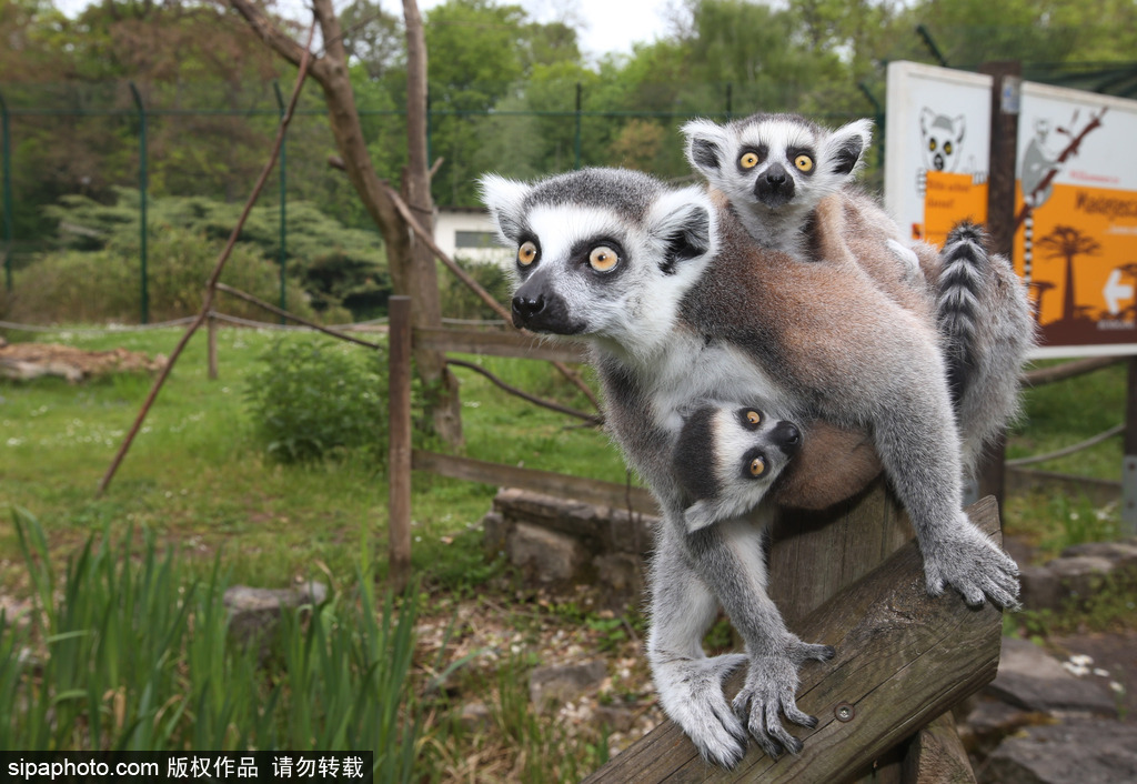 就是不撒手！環尾狐猴幼崽緊抱媽媽呆傻可愛