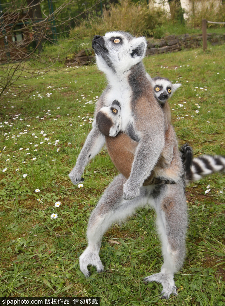 就是不撒手！環(huán)尾狐猴幼崽緊抱媽媽呆傻可愛(ài)