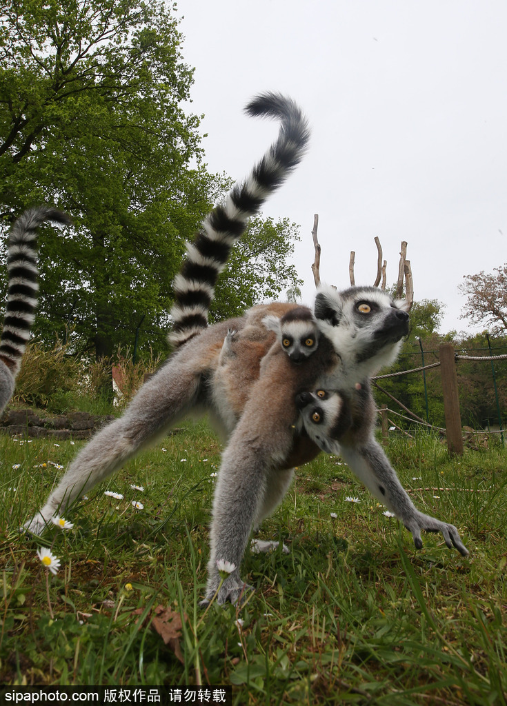 就是不撒手！環(huán)尾狐猴幼崽緊抱媽媽呆傻可愛