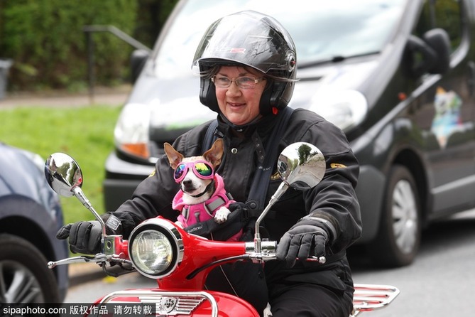 帶上汪星人去兜風 主人為愛犬打造摩托車安全背帶
