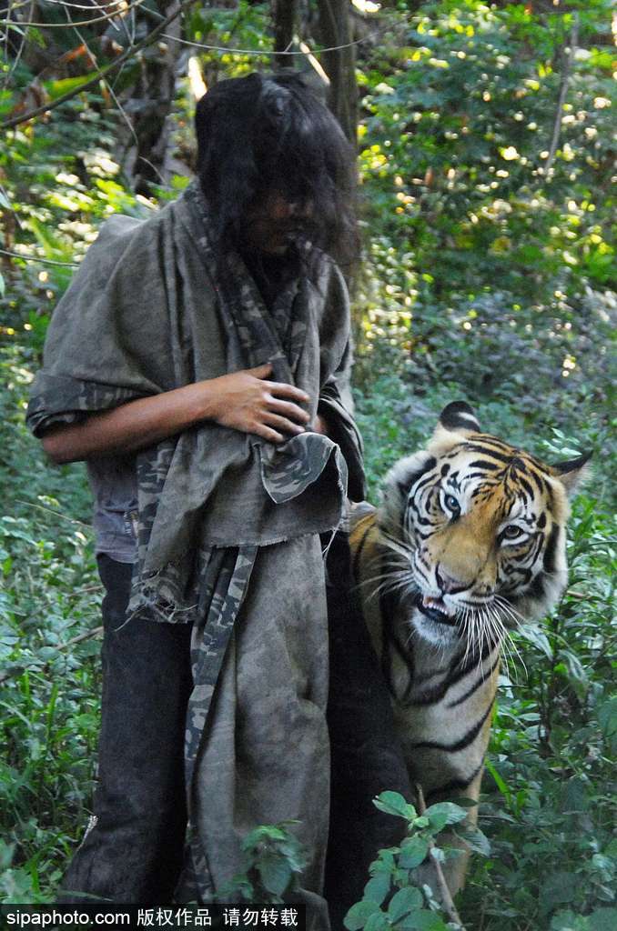 人與自然相處模式 印尼男子養老虎親密無間