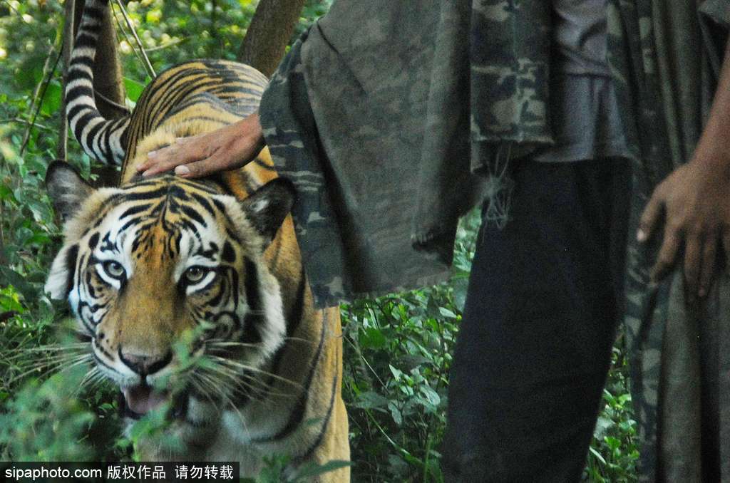 人與自然相處模式 印尼男子養(yǎng)老虎親密無(wú)間