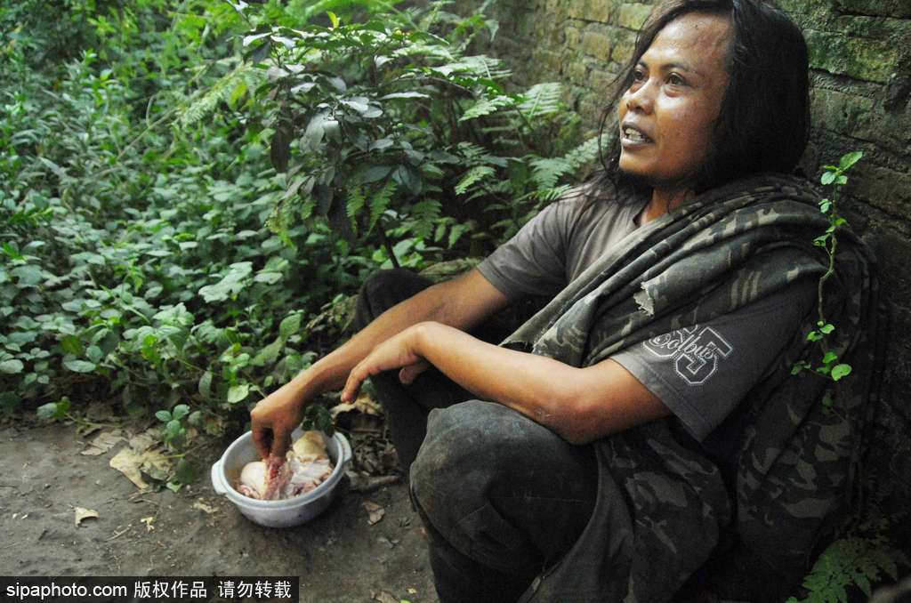 人與自然相處模式 印尼男子養老虎親密無間