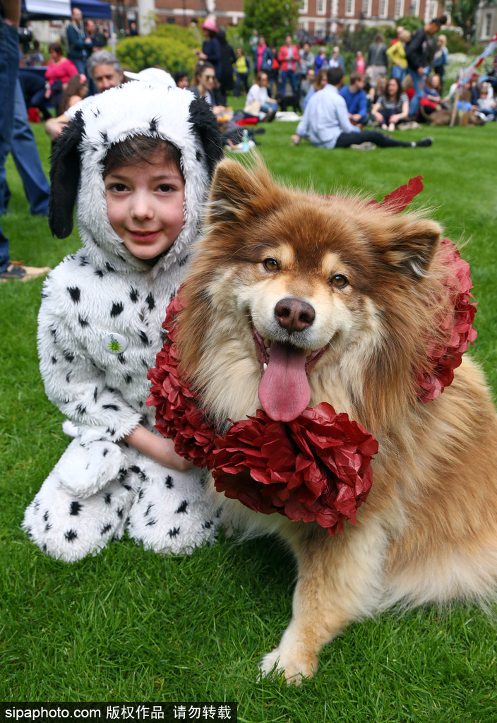 英國倫敦舉行“內殿學院”狗狗展 超萌汪星人搞笑來襲