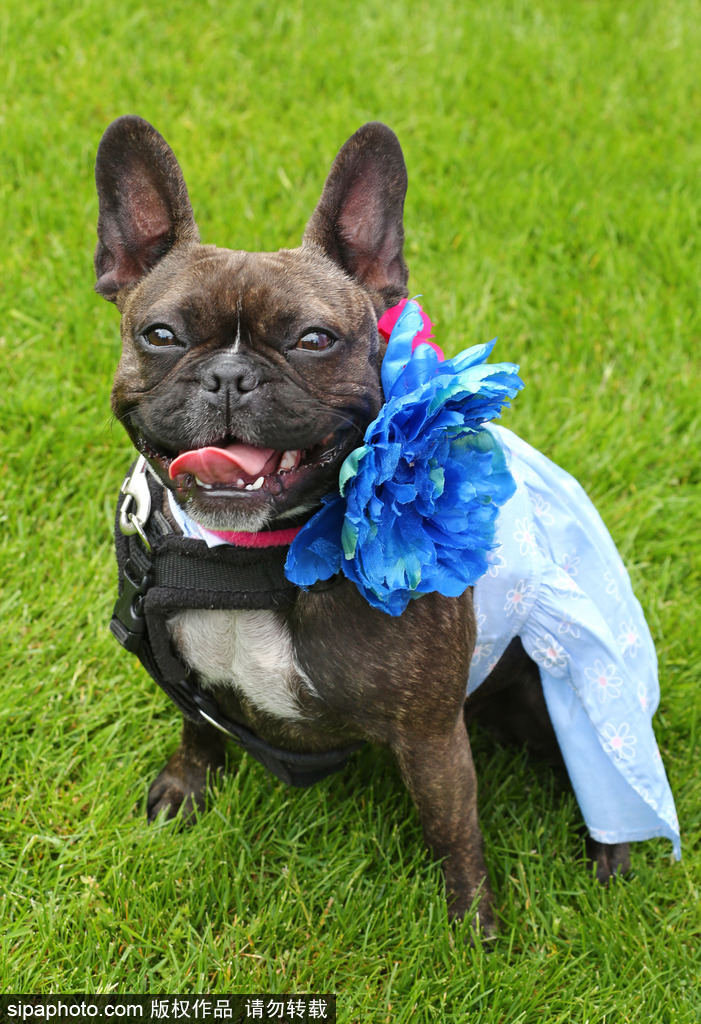 英國倫敦舉行“內(nèi)殿學院”狗狗展 超萌汪星人搞笑來襲