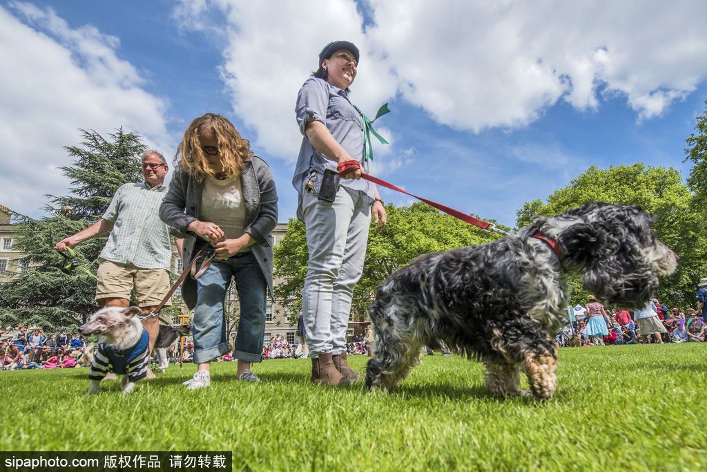 英國倫敦舉行“內殿學院”狗狗展 超萌汪星人搞笑來襲