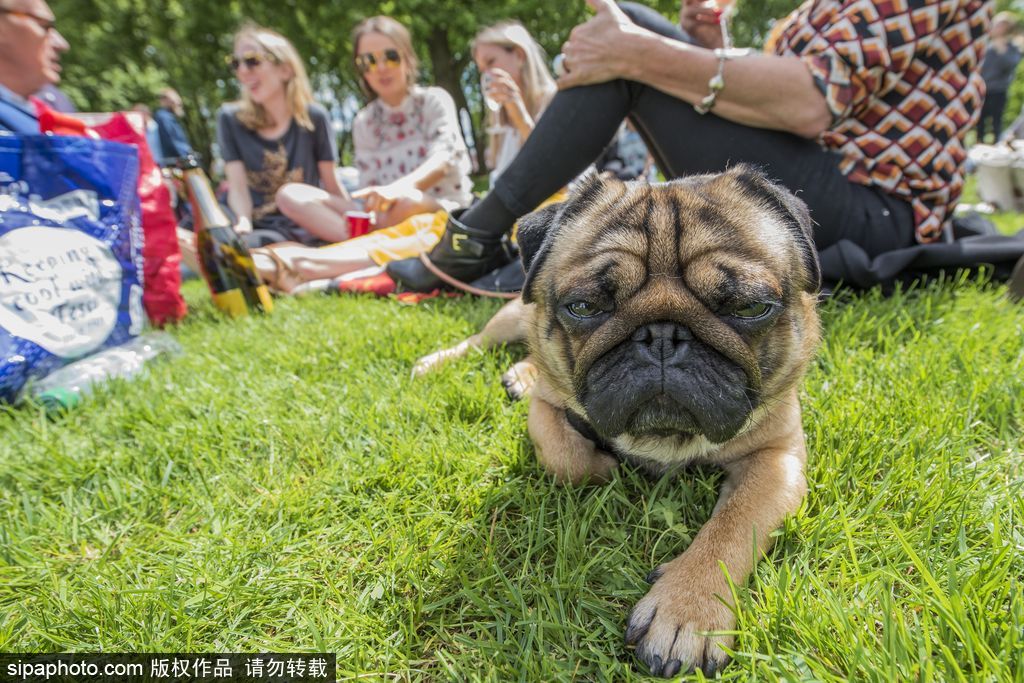 英國(guó)倫敦舉行“內(nèi)殿學(xué)院”狗狗展 超萌汪星人搞笑來(lái)襲