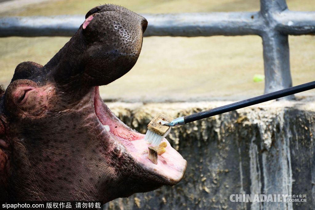 山東青島：實拍河馬刷牙 全程配合無比享受